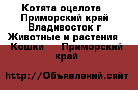 Котята оцелота. - Приморский край, Владивосток г. Животные и растения » Кошки   . Приморский край